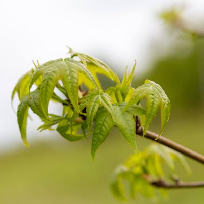 Liquidambar styraciflua-2